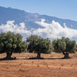 Three olive trees in a misty mountain landscape photography print