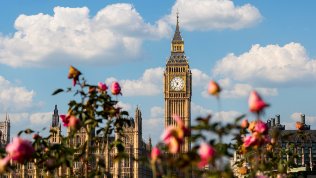 Big Ben Through the Roses — London Garden Photography Print photography print preview