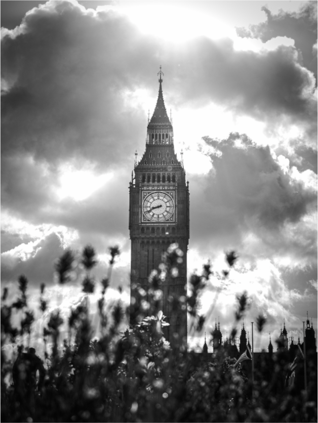 Big Ben Through Wildflowers — London Black and White Photography Print photography print preview