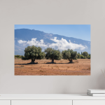 Three Olive Trees — Kefalonia Greece Photography Print — detail view 2
