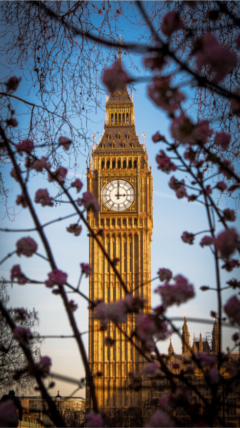 Big Ben in Cherry Blossom — London Spring Photography Print photography print preview